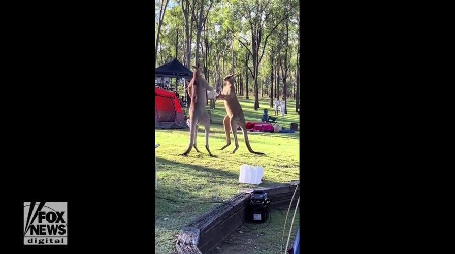 Kangaroos fight one another at Wivenhoe Dam in Australia