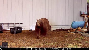 Three bears ‘evicted’ from underneath a Lake Tahoe home