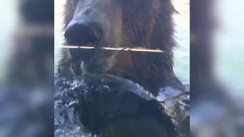WATCH: Grizzly bear plays in water