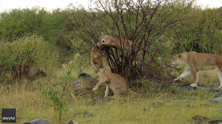 Juvenile lions captured on video playing in Kenya