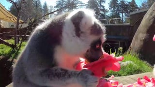 Lemurs at the Oregon Zoo enjoy a floral snack courtesy of the zoo’s horticulture team - Fox News