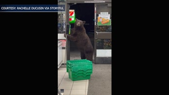 Hungry bear follows 7-Eleven employee into California store