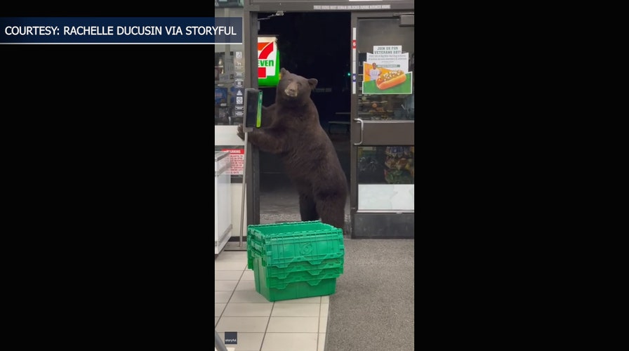 Top animal stories of 2021: Viral moments from '7-Eleven bear' to hungry  bald eagle | Fox News