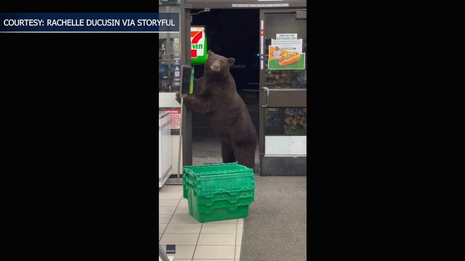 Top animal stories of 2021: viral moments from ‘7-Eleven bear’ to hungry bald eagle