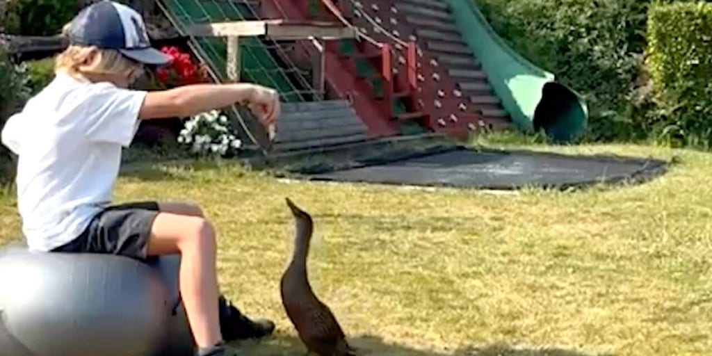 Boy rescued seven ducklings and now they waddle after him all over town