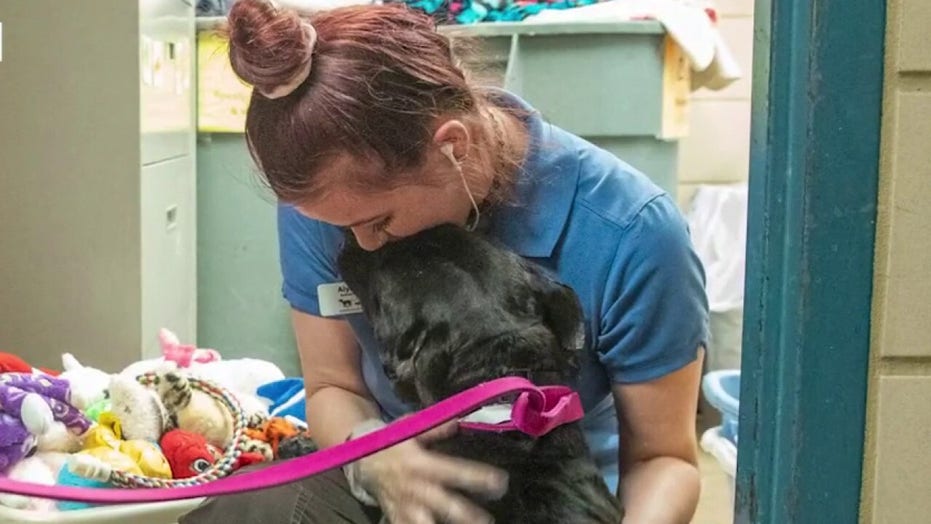 Pet adoption spikes amid COVID-19 social distancing. 