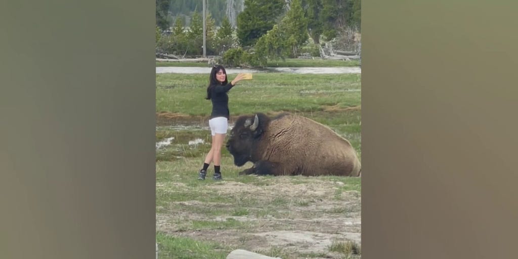 Woman at Yellowstone National Park takes selfie inches away from bison