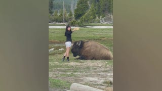 Woman at Yellowstone National Park takes selfie inches away from bison - Fox News