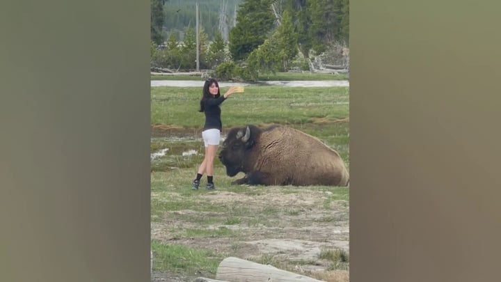 Woman at Yellowstone National Park takes selfie inches away from bison