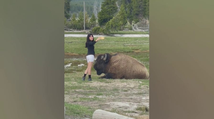 Woman Found Dead In Montana After Grizzly Bear Mauling Near Yellowstone ...