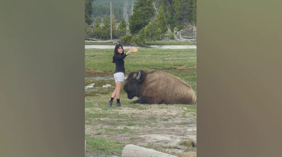 Woman at Yellowstone National Park takes selfie inches away from bison