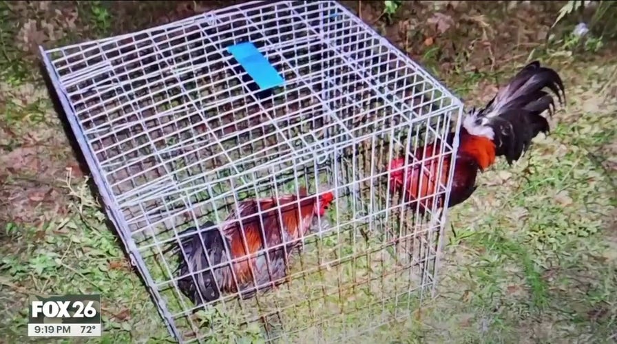 Illegal cockfighting ring busted in Texas, 300 attendees, 19 arrested: deputies