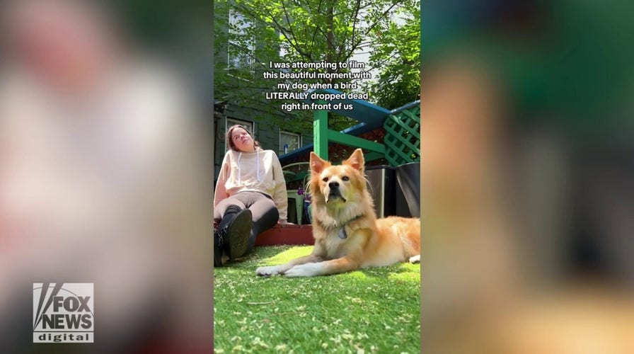 Woman and dog witness bird plummet from the sky — watch their reactions!