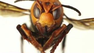 'Murder hornets' pose risk to honey bee population - Fox News