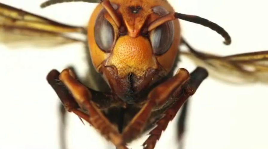 'Murder hornets' pose risk to honey bee population