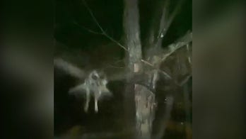 13-year-old captures owl on video slamming into window trying to eat family parrot