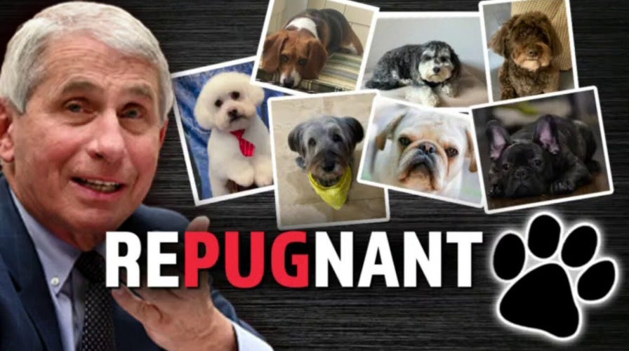 Fauci's NIAID funded painful and deadly experiments on dogs