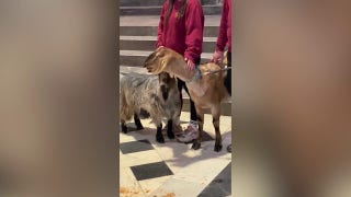 Goat takes center stage, sings for choir at church service - Fox News