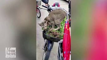 Cat eats greens from shopper's basket