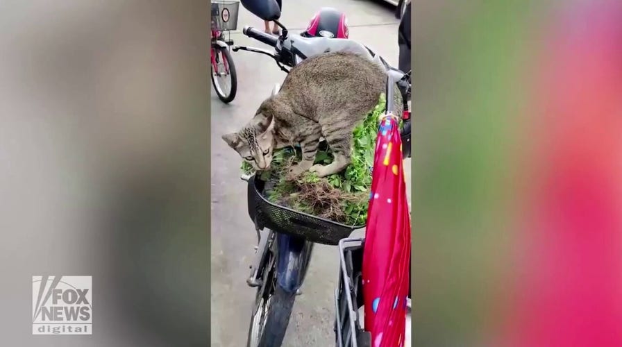 Cat eats greens from shopper's basket