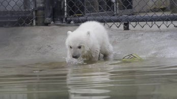 Adorable half-sister polar bears celebrate their birthdays