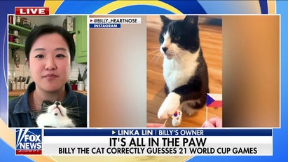'Psychic cat' Billy predicts World Cup winners
