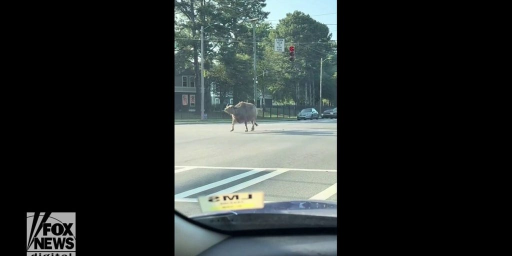 Water buffalo seen running through city traffic Fox News Video