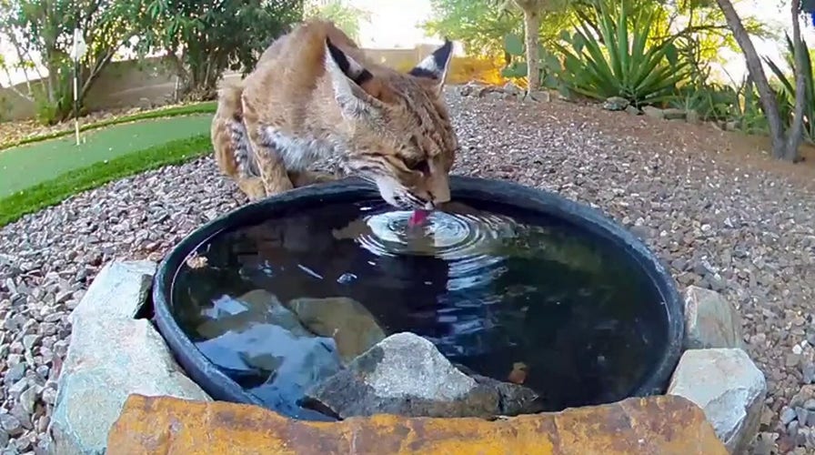 Thirsty bobcat helps itself to water at bird feeder