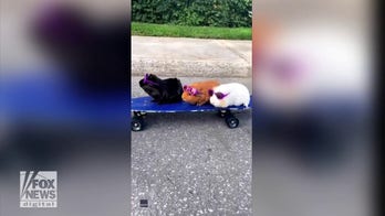 Adorable guinea pigs ride a skateboard down the street