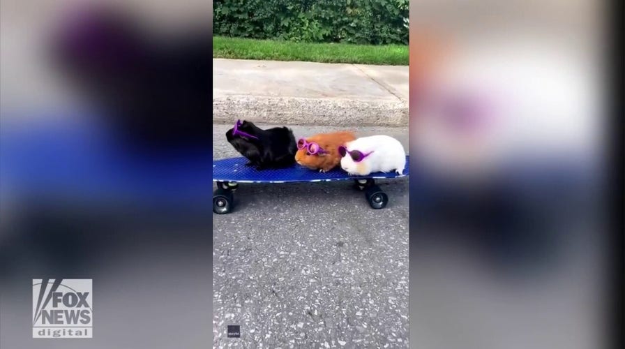 Adorable guinea pigs ride a skateboard down the street