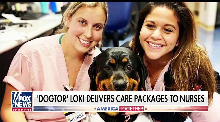 'Dogtor' Loki delivers care packages to health workers battling coronavirus