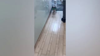 Huckabee's dogs head to shelter amid Iranian missile attack - Fox News