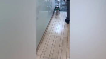 Huckabee's dogs head to shelter amid Iranian missile attack