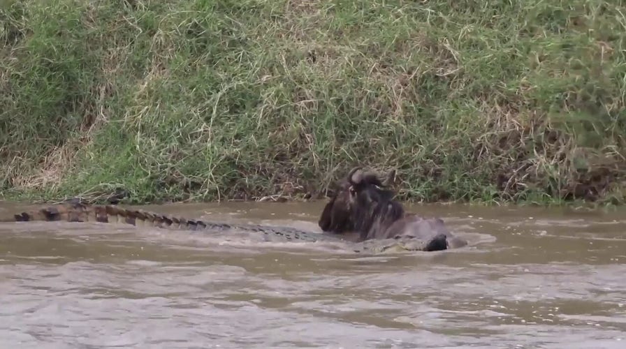 Wildebeest fights back after crocodile attacks it in rushing Tanzania river