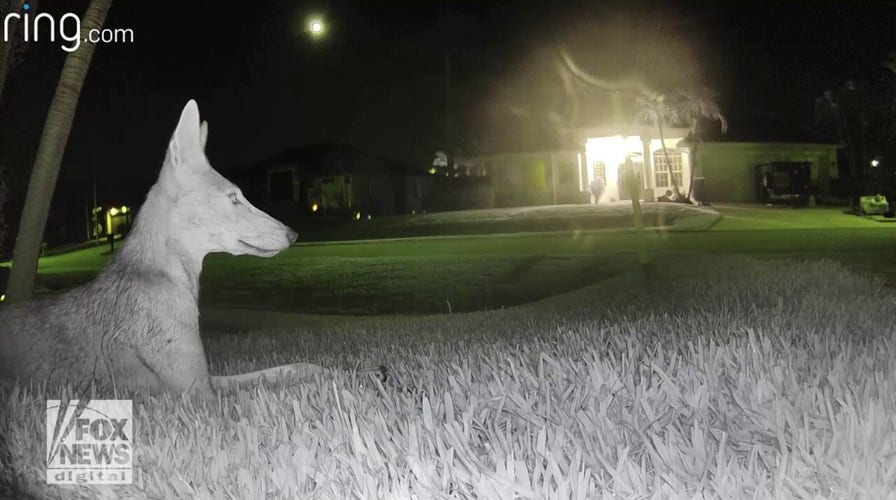 Caught In The Nap: Coyote Takes Over Patio Couch In San Francisco ...