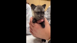Bat-eared fox kit at the Cincinnati Zoo is bottle-fed by carers - Fox News