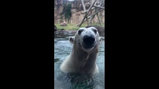 Polar bear goes for swim at Memphis Zoo  - Fox News