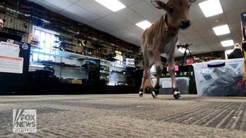 Maine gun store's newest employee delights customers