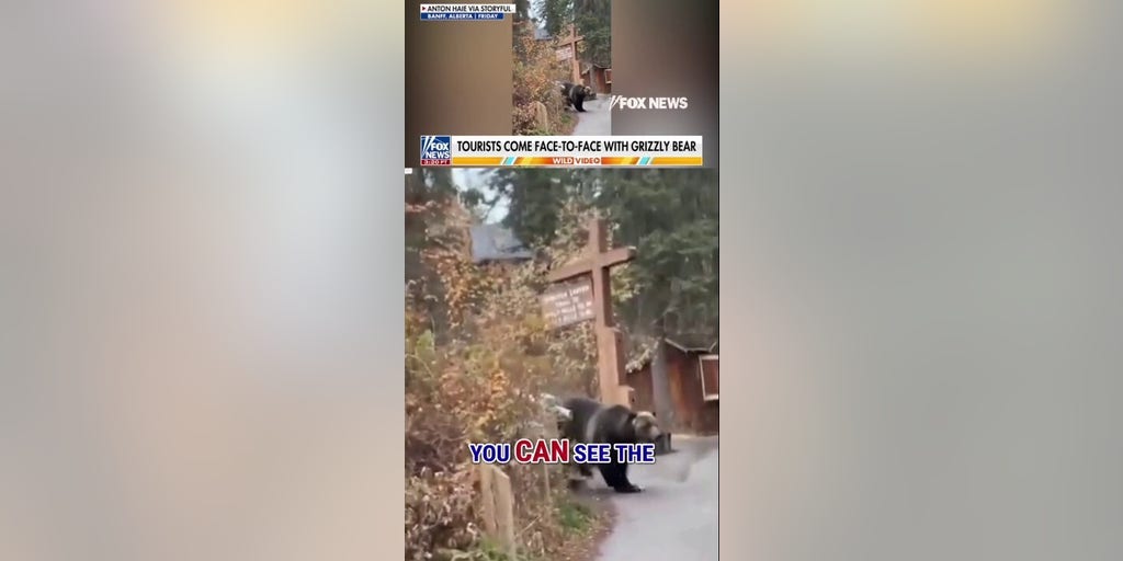 WATCH: Hikers come FACE TO FACE with GRIZZLY BEAR