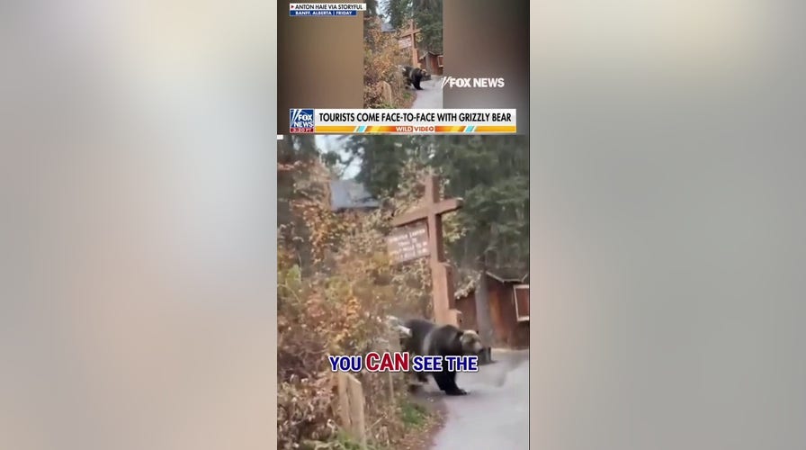 WATCH: Hikers come FACE TO FACE with GRIZZLY BEAR
