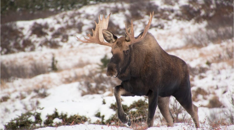 Woman narrowly misses getting trampled by moose