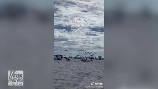 Florida woman swarmed by seagulls while on the beach - Fox News