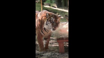 Tiger celebrates 18th birthday in style