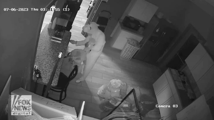 Burglar bunny: Police ask for help in identifying person dressed in costume