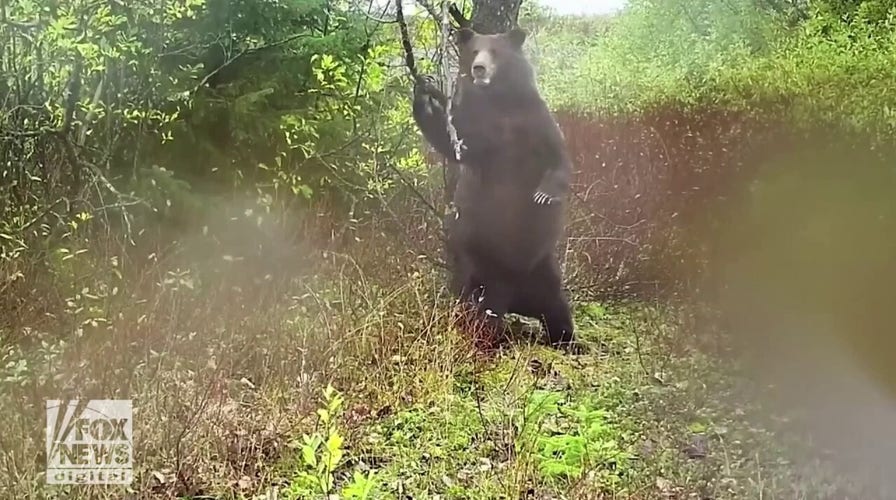Brown bear in Alaska captured on video with some cool moves as it scratches itself against a tree