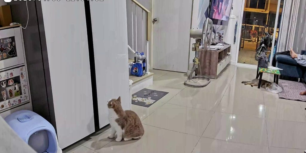 Clever cat saves feline friend trapped inside fridge during snack run
