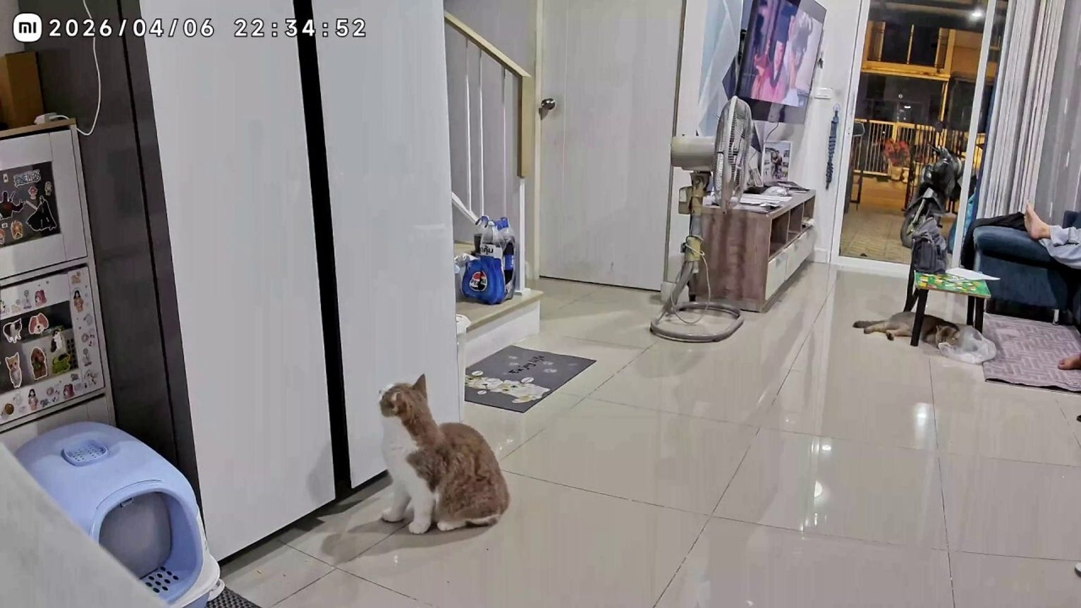 Clever cat saves feline friend trapped inside fridge during snack run