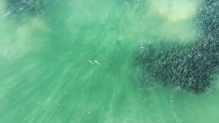 Sharks swim through a large school of fish near New York's Southampton