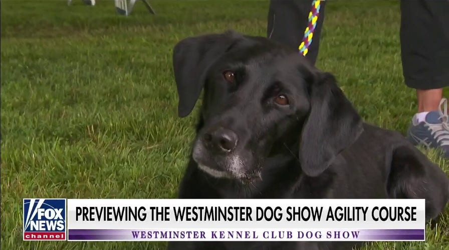 Janice Dean previews the Westminster dog show agility course