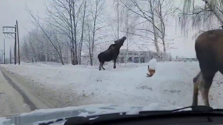 Massive moose draw drivers' attention on the side of Alaska road
